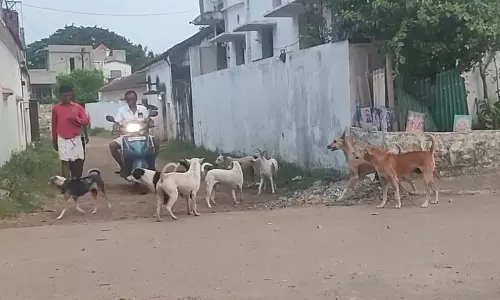தெருநாய்கள் தொல்லை தெருநாய்கள் தொல்லை