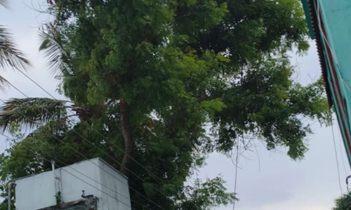 மின்கம்பிகளுக்கு இடையூறாக இருக்கும் மரம்