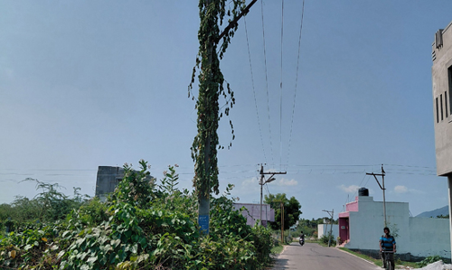 செடி, கொடிகள் சூழ்ந்த மின்கம்பம்