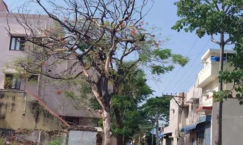 பட்டுப்போன மரம் அகற்றப்படுமா?