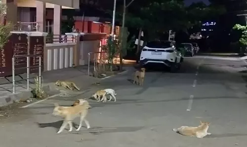 நாய்கள் தொல்லை