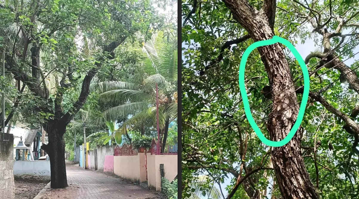 மரத்தை வெட்டி அகற்ற வேண்டும் மரத்தை வெட்டி அகற்ற வேண்டும்