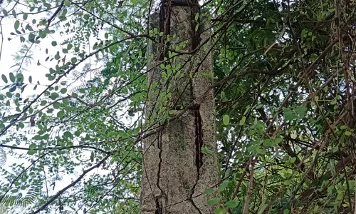 எலும்புக்கூடான மின்கம்பம் எலும்புக்கூடான மின்கம்பம்