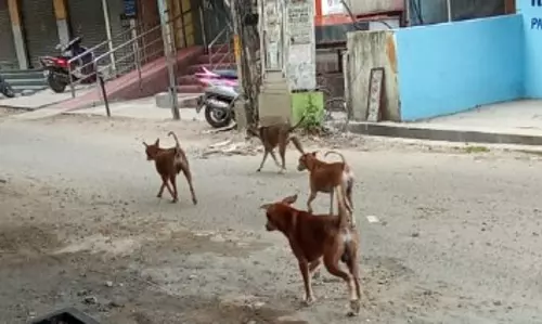தெரு நாய்கள் தொல்லை தெரு நாய்கள் தொல்லை