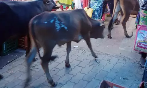 மாடுகள் தொல்லை மாடுகள் தொல்லை