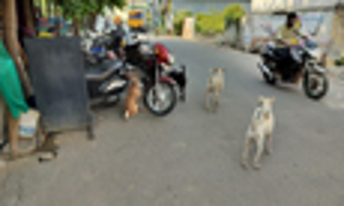 தெருநாய்கள் தொல்லை தெருநாய்கள் தொல்லை