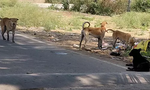 நாய்கள் தொல்லை