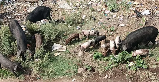 பன்றிகள் தொல்லை பன்றிகள் தொல்லை
