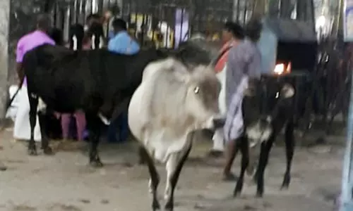 மாடுகள் தொல்லை மாடுகள் தொல்லை