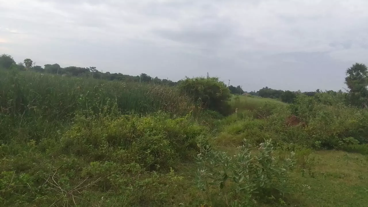 குளம் தூர்வாரப்படுமா?