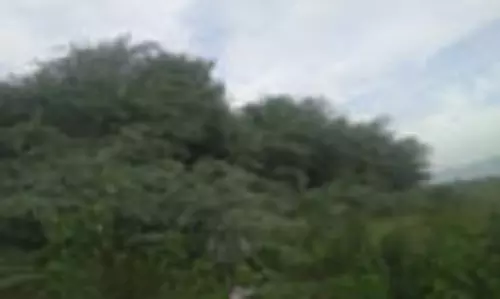 புதர் அகற்றப்படுமா? புதர் அகற்றப்படுமா?