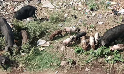 பன்றிகள் தொல்லை பன்றிகள் தொல்லை