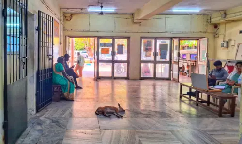 நாய்கள் தொல்லை நாய்கள் தொல்லை