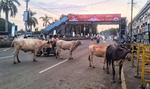 மாடுகள் தொல்லை மாடுகள் தொல்லை