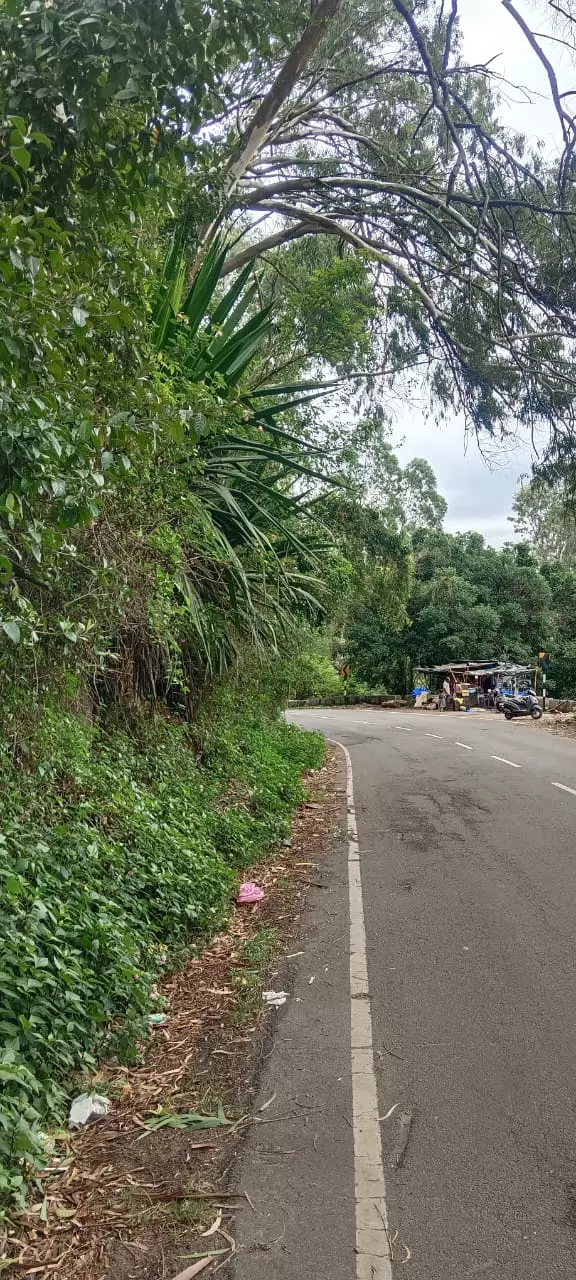 செடி, கொடிகளால் இடையூறு