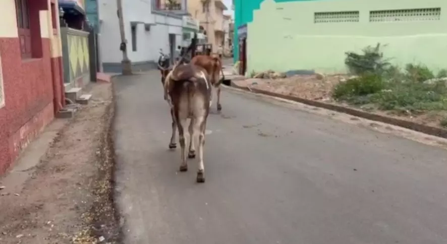 சாலைகளில் திரியும் மாடுகள்
