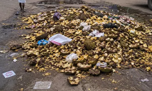பலாப்பழ கழிவுகளால் துர்நாற்றம் பலாப்பழ கழிவுகளால் துர்நாற்றம்