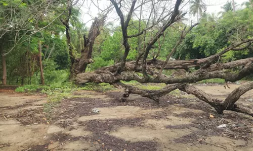 நெற்களத்தில் சாய்ந்த மரம் அகற்றப்படுமா? நெற்களத்தில் சாய்ந்த மரம் அகற்றப்படுமா?