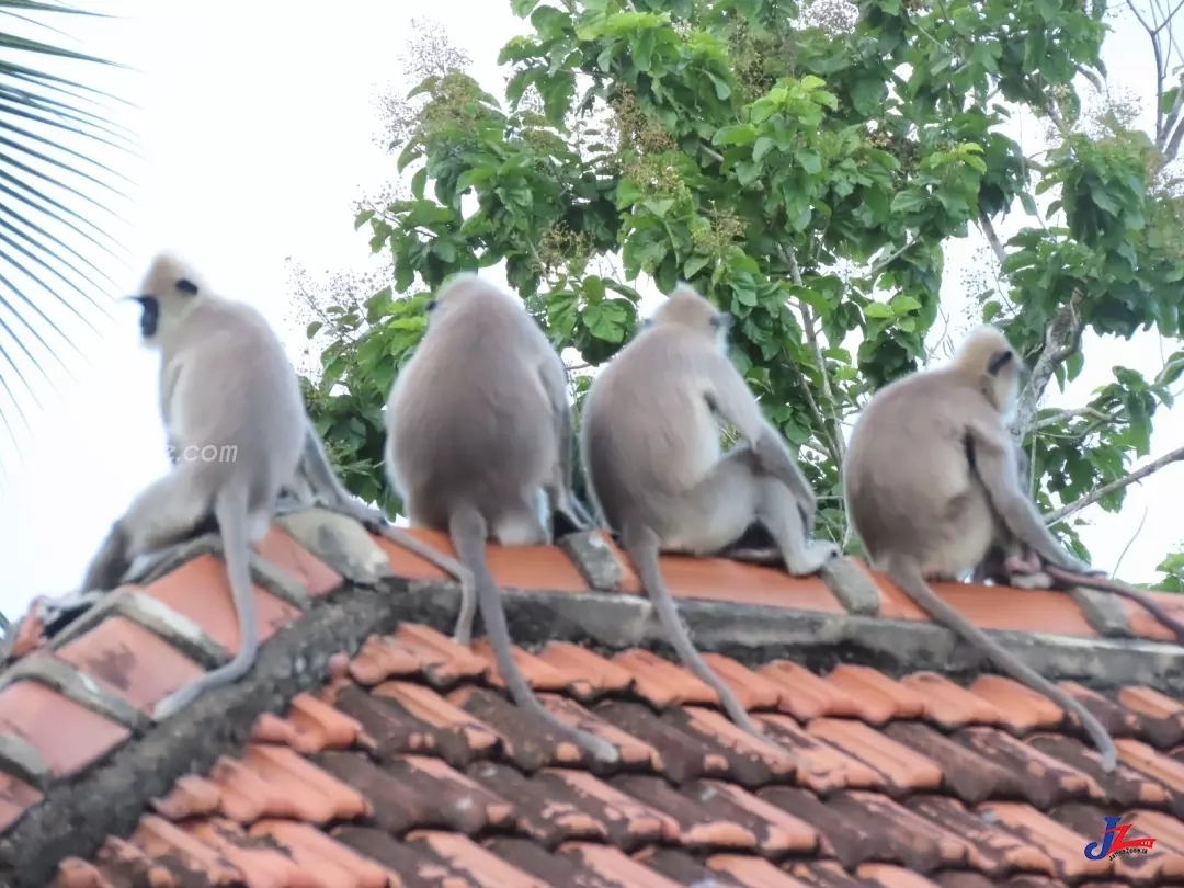 குரங்குகள் அட்டகாசம் குரங்குகள் அட்டகாசம்