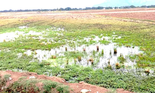 வயல்வெளியில் தேங்கும் கழிவுநீர்
