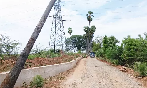 ஆபத்தான மரம் ஆபத்தான மரம்