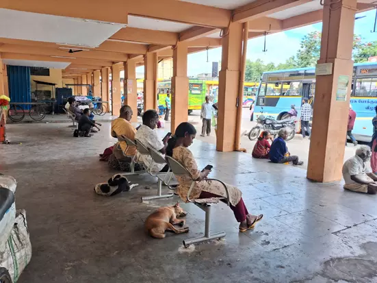 நாய்களால் பயணிகளுக்கு இடையூறு நாய்களால் பயணிகளுக்கு இடையூறு