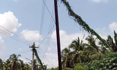 செடி, கொடிகள் படர்ந்துள்ள மின்கம்பம்