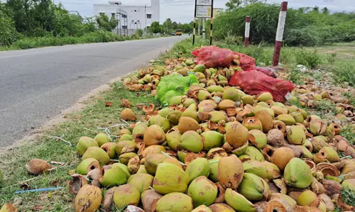 சாலையோர இளநீர் கூடுகளால் இடையூறு சாலையோர இளநீர் கூடுகளால் இடையூறு