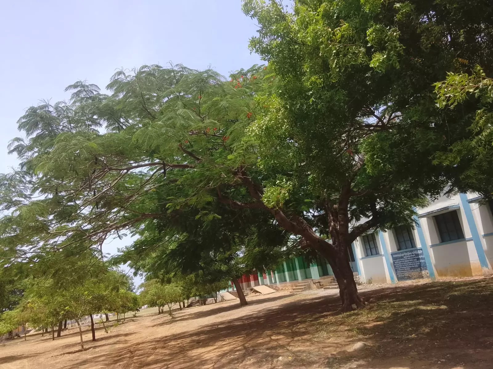 மரக்கிளைகளை கவாத்து செய்ய நடவடிக்கை மரக்கிளைகளை கவாத்து செய்ய நடவடிக்கை