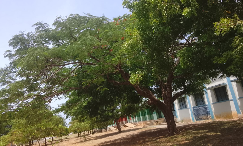 மரக்கிளைகளை கவாத்து செய்ய நடவடிக்கை
