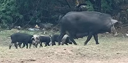 பன்றிகள் தொல்லை பன்றிகள் தொல்லை