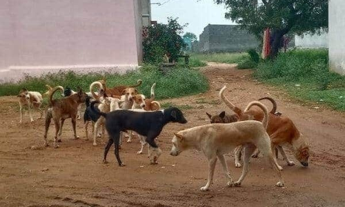 தெருநாய்கள் தொல்லை