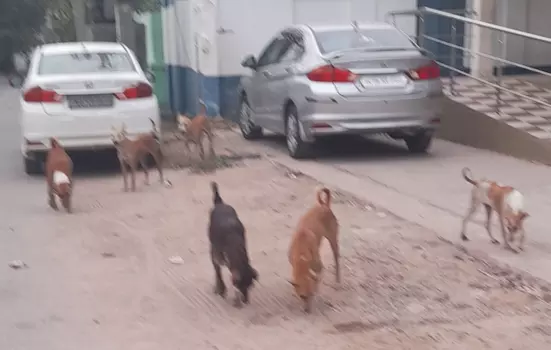 தெரு நாய்கள் தொல்லை தெரு நாய்கள் தொல்லை