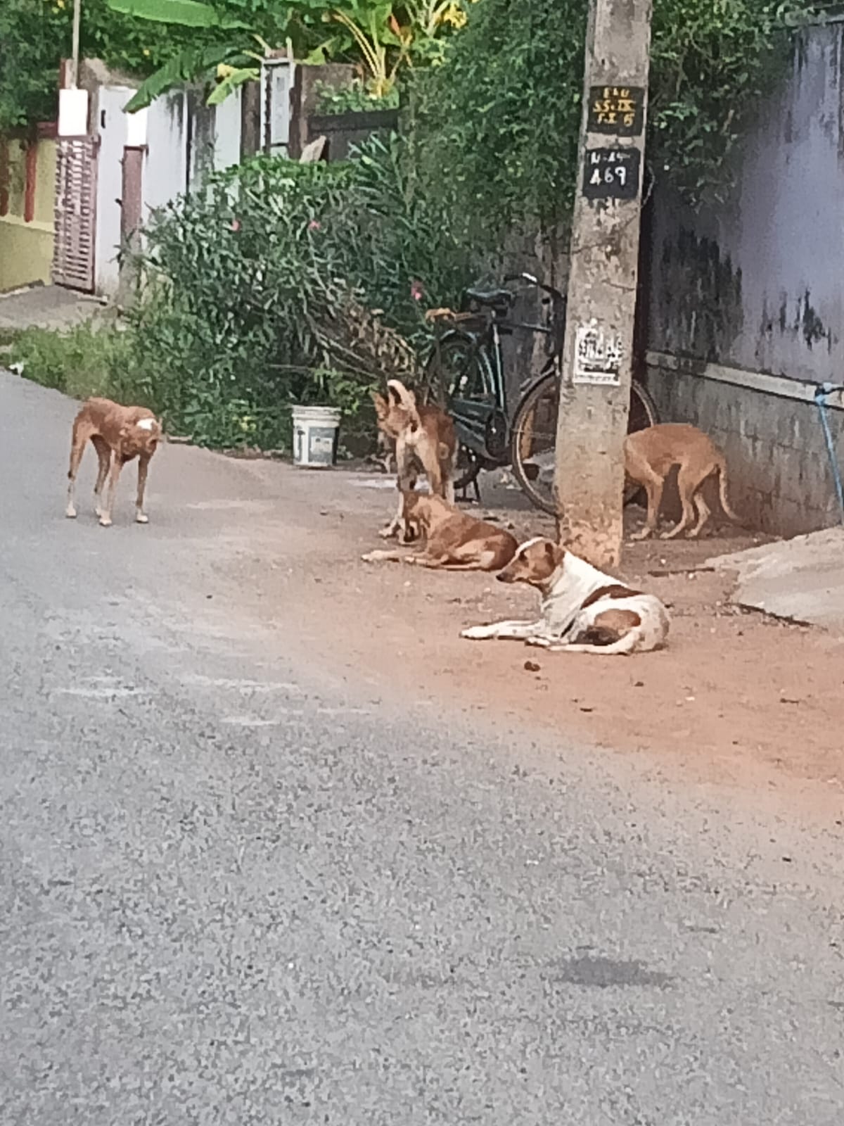 தெருநாய்கள் தொல்லை