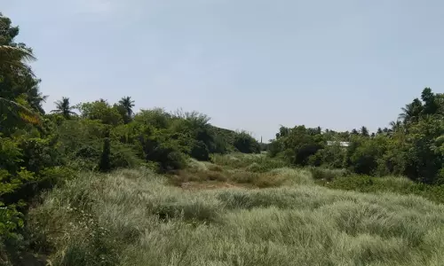புதர்மண்டிக்கிடக்கும் ஆறு