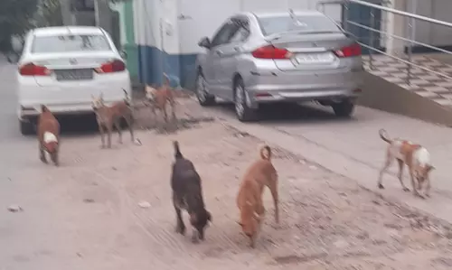 தெரு நாய்கள் தொல்லை