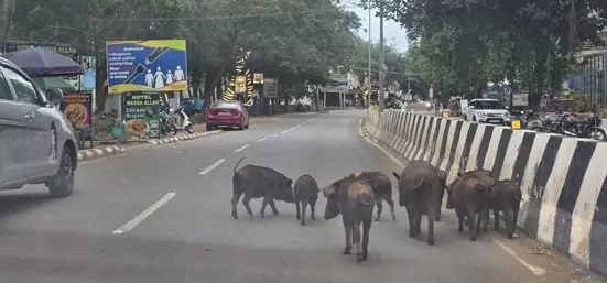 பன்றிகளால் போக்குவரத்துக்கு இடையூறு பன்றிகளால் போக்குவரத்துக்கு இடையூறு