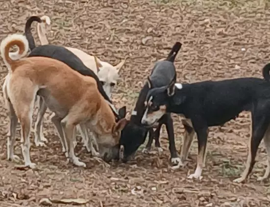 நாய்கள் தொல்லை நாய்கள் தொல்லை