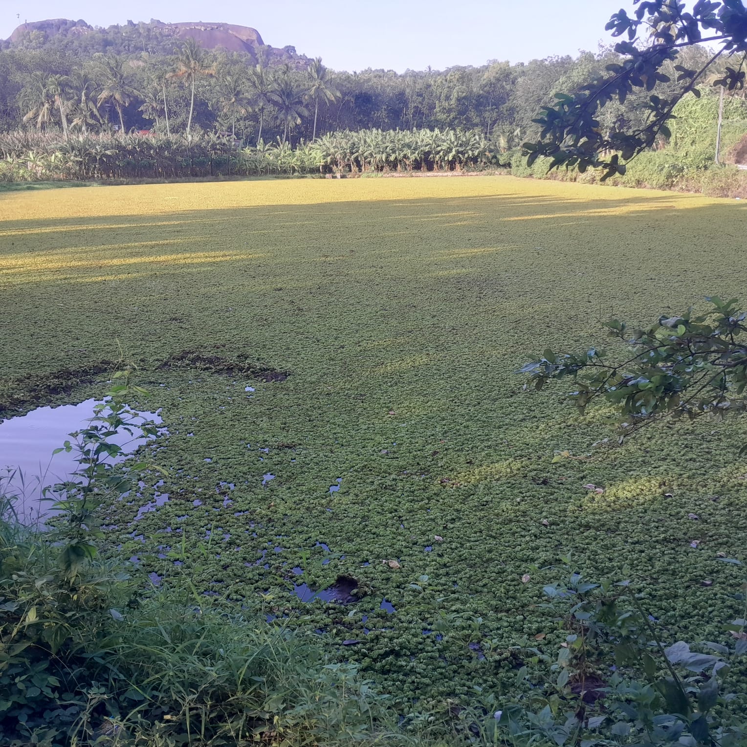 குளத்தை தூர்வார வேண்டும்