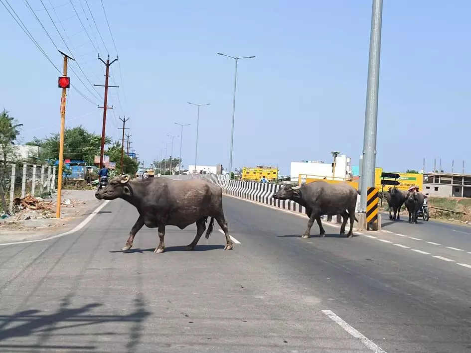 சாலையில் திரியும் மாடுகள் சாலையில் திரியும் மாடுகள்