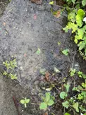 வீணாகும் குடிநீர் வீணாகும் குடிநீர்