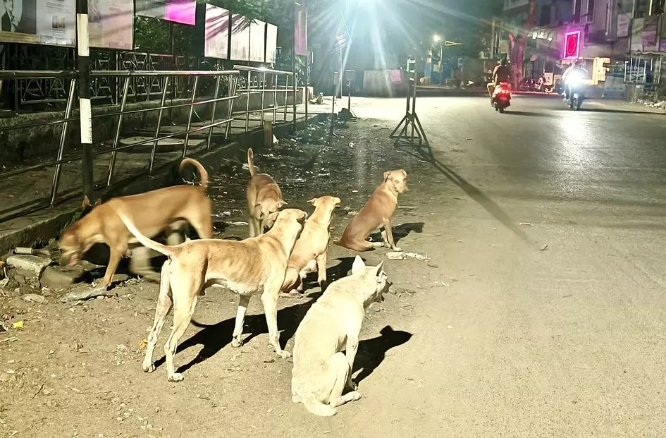 ஆற்காடு சாலையில் அச்சுறுத்தும் நாய்கள் ஆற்காடு சாலையில் அச்சுறுத்தும் நாய்கள்