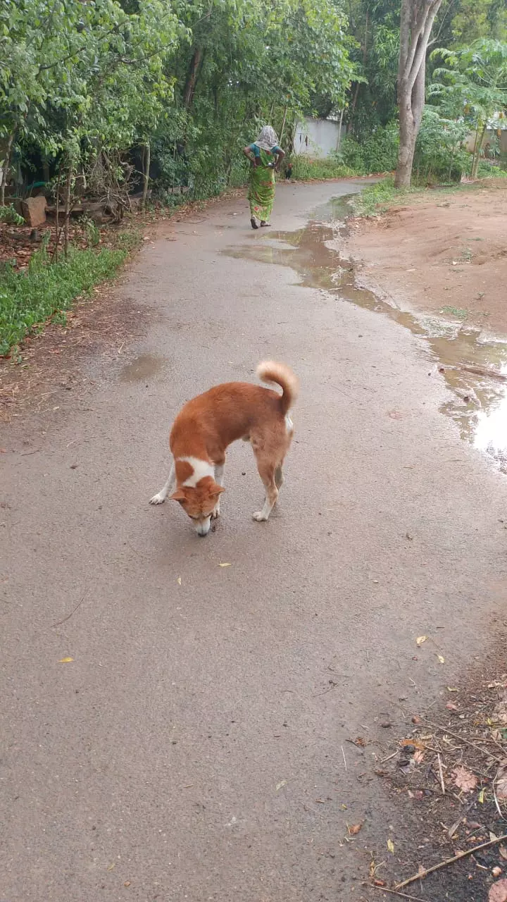 வீணாகும் குடிநீர் வீணாகும் குடிநீர்