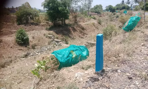 சாய்ந்த மரக்கன்றுகள்