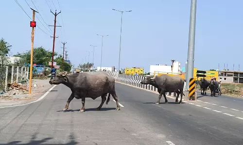 சாலையில் திரியும் மாடுகள் சாலையில் திரியும் மாடுகள்