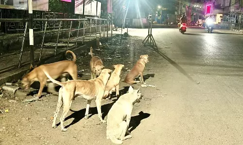 ஆற்காடு சாலையில் அச்சுறுத்தும் நாய்கள் ஆற்காடு சாலையில் அச்சுறுத்தும் நாய்கள்