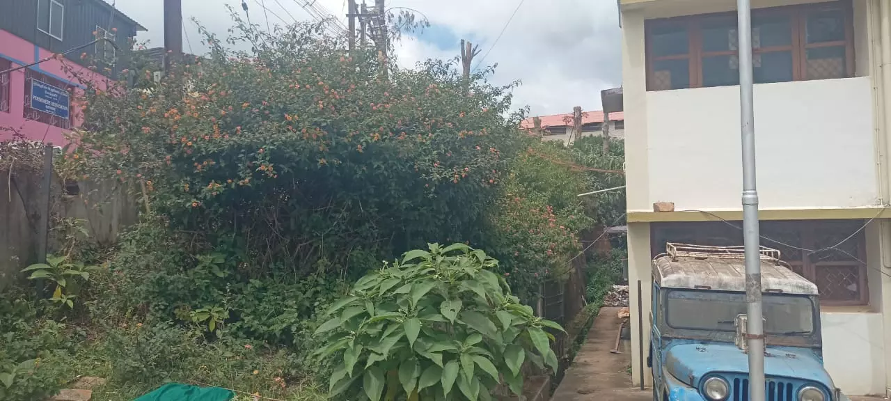 புதர் செடிகளால் அச்சம் புதர் செடிகளால் அச்சம்