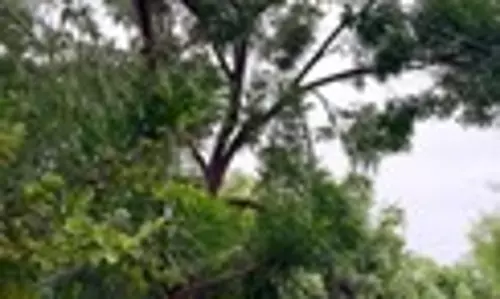 மரக்கிளை அகற்றப்படுமா?