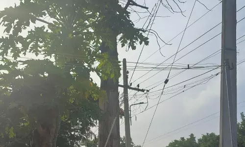 பட்டுப்போன மரம் அகற்றப்படுமா? பட்டுப்போன மரம் அகற்றப்படுமா?