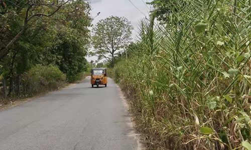 சாலையோர புதர்களை அகற்ற வேண்டும் சாலையோர புதர்களை அகற்ற வேண்டும்